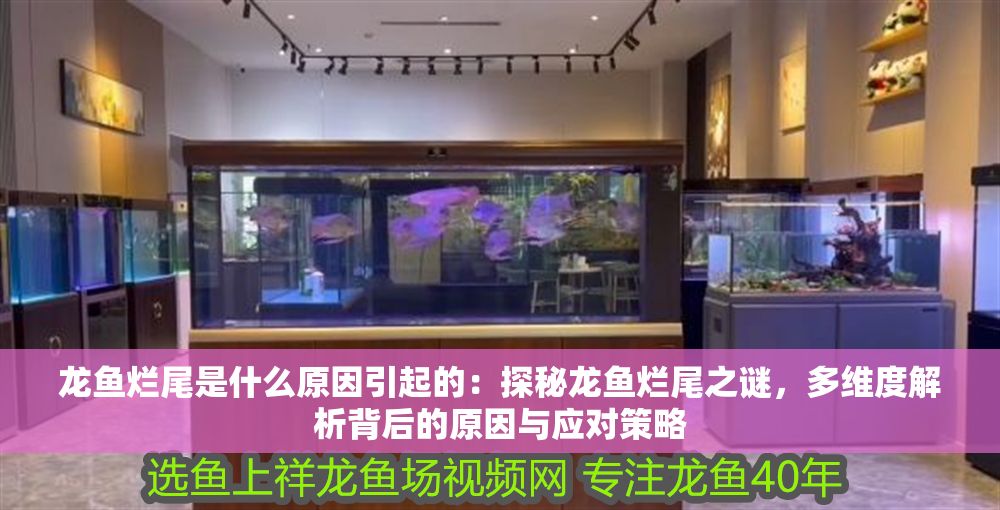 龍魚爛尾是什么原因引起的：探秘龍魚爛尾之謎，多維度解析背后的原因與應對策略