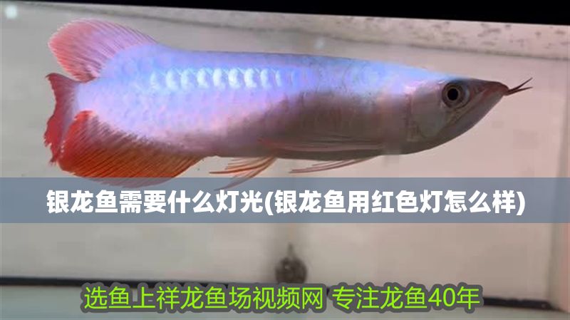 銀龍魚需要什么燈光(銀龍魚用紅色燈怎么樣)