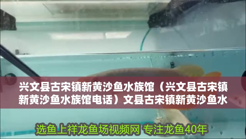 興文縣古宋鎮新黃沙魚水族館（興文縣古宋鎮新黃沙魚水族館電話）文縣古宋鎮新黃沙魚水族館，探索