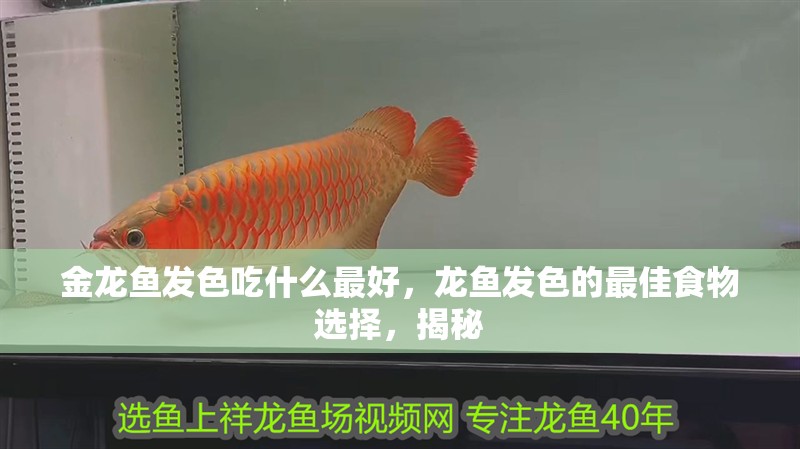 金龍魚發(fā)色吃什么最好，龍魚發(fā)色的最佳食物選擇，揭秘