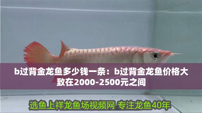 b過背金龍魚多少錢一條：b過背金龍魚價格大致在2000-2500元之間