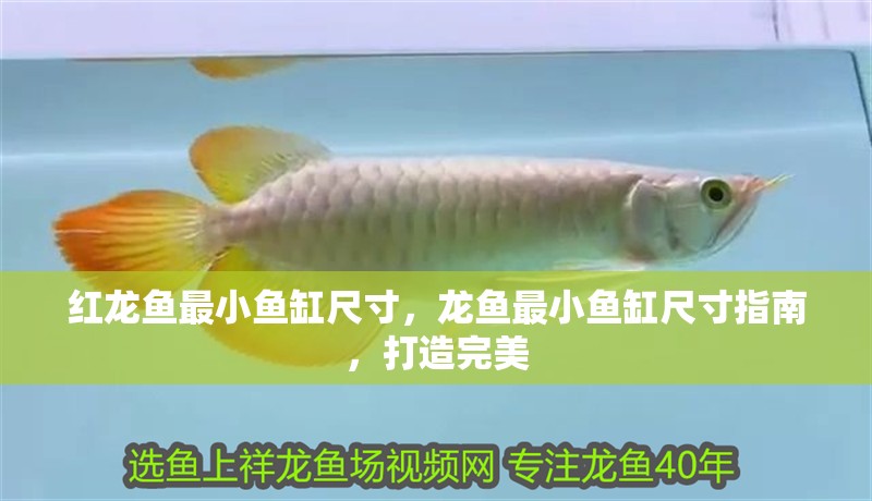 紅龍魚最小魚缸尺寸，龍魚最小魚缸尺寸指南，打造完美