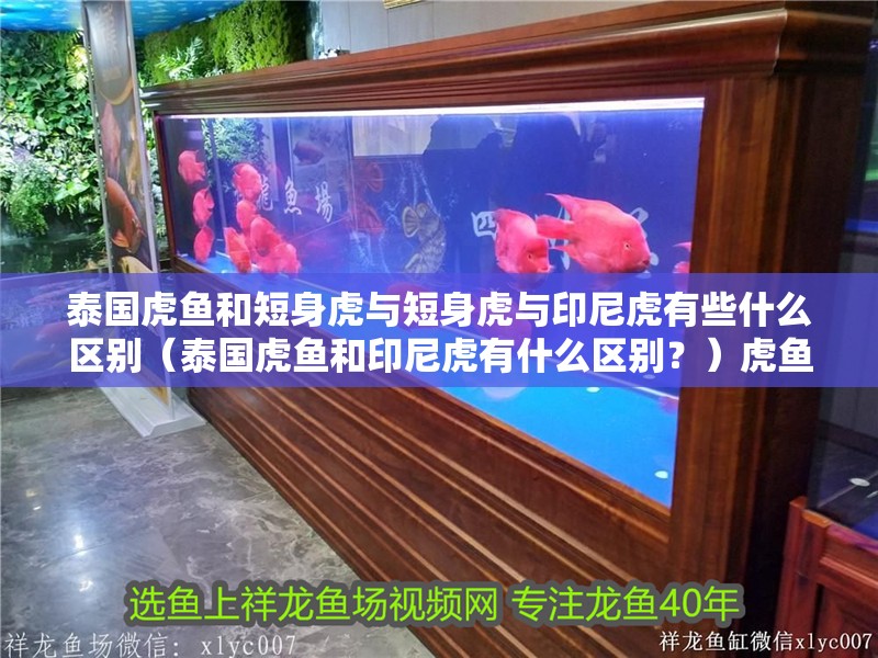 泰國(guó)虎魚和短身虎與短身虎與印尼虎有些什么區(qū)別（泰國(guó)虎魚和印尼虎有什么區(qū)別？）虎魚與印尼虎，獨(dú)特特征與 泰國(guó)虎魚和短身虎與短身虎與印尼虎有些什么區(qū)別（泰國(guó)虎魚和印尼虎有什么區(qū)別？）虎魚與印尼虎，獨(dú)特特征與 虎魚百科