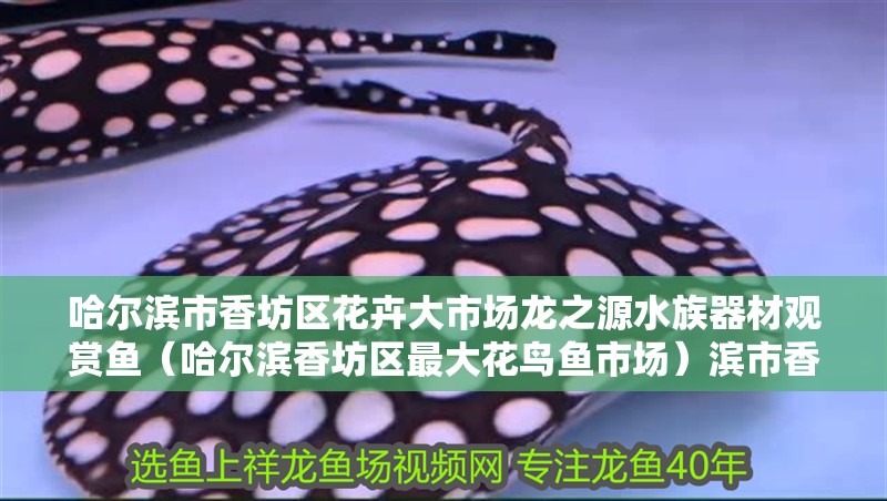 哈爾濱市香坊區花卉大市場龍之源水族器材觀賞魚（哈爾濱香坊區最大花鳥魚市場）濱市香坊區，龍之源水族器材觀賞魚市場盛大開業，引領花鳥