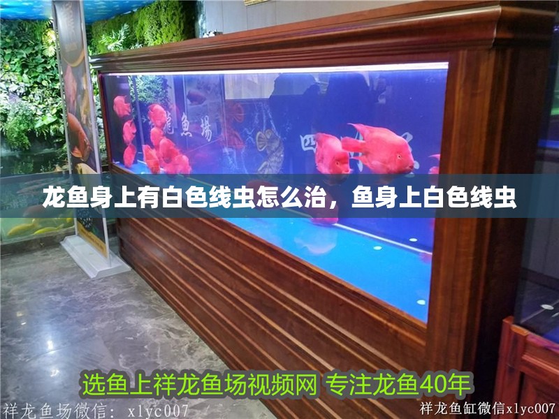 龍魚身上有白色線蟲怎么治，魚身上白色線蟲
