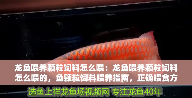 龍魚喂養顆粒飼料怎么喂：龍魚喂養顆粒飼料怎么喂的，魚顆粒飼料喂養指南，正確喂食方法