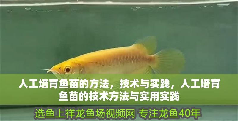 人工培育魚苗的方法，技術(shù)與實踐，人工培育魚苗的技術(shù)方法與實用實踐