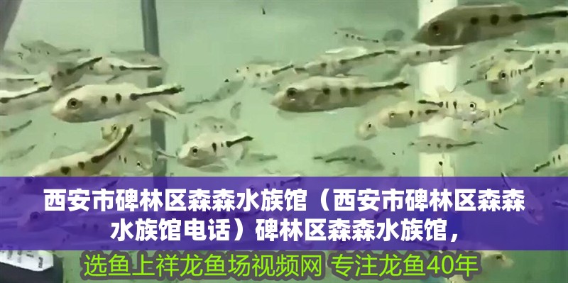 西安市碑林區(qū)森森水族館（西安市碑林區(qū)森森水族館電話）碑林區(qū)森森水族館，