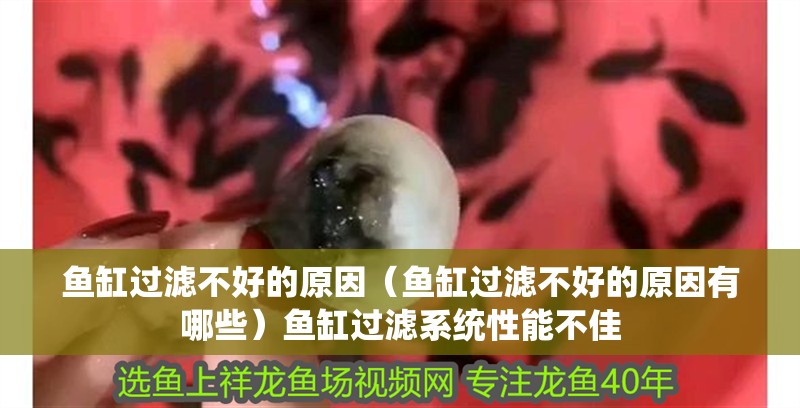 魚缸過濾不好的原因（魚缸過濾不好的原因有哪些）魚缸過濾系統性能不佳