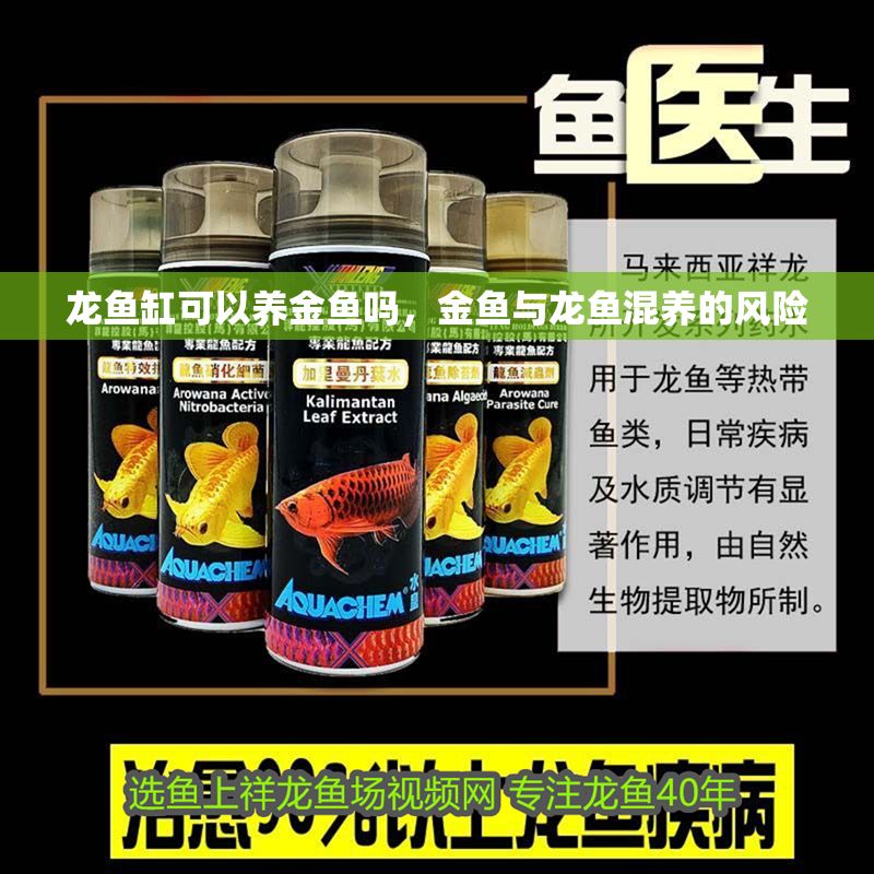 龍魚缸可以養(yǎng)金魚嗎，金魚與龍魚混養(yǎng)的風(fēng)險