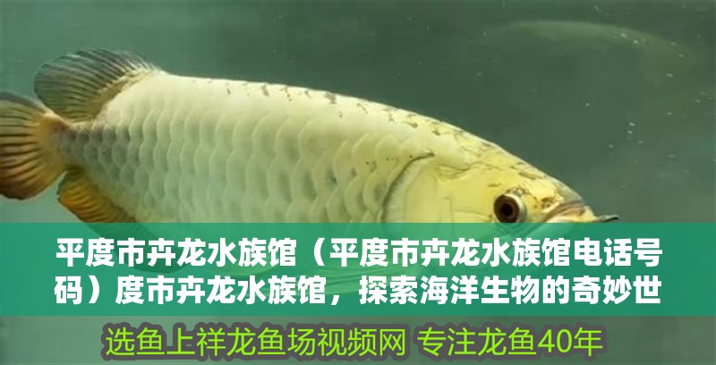 平度市卉龍水族館（平度市卉龍水族館電話號碼）度市卉龍水族館，探索海洋生物的奇妙世界