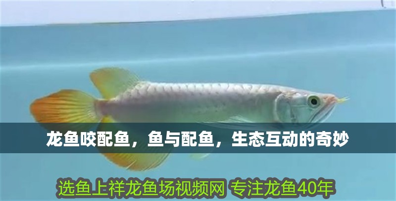 龍魚咬配魚，魚與配魚，生態互動的奇妙