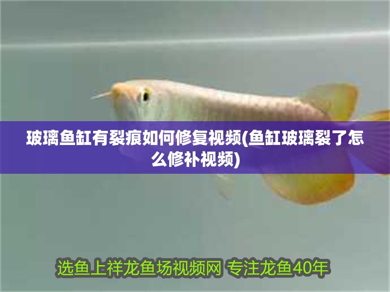 玻璃魚缸有裂痕如何修復視頻(魚缸玻璃裂了怎么修補視頻)