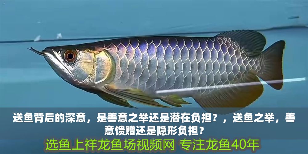 送魚(yú)背后的深意，是善意之舉還是潛在負(fù)擔(dān)？，送魚(yú)之舉，善意饋贈(zèng)還是隱形負(fù)擔(dān)？
