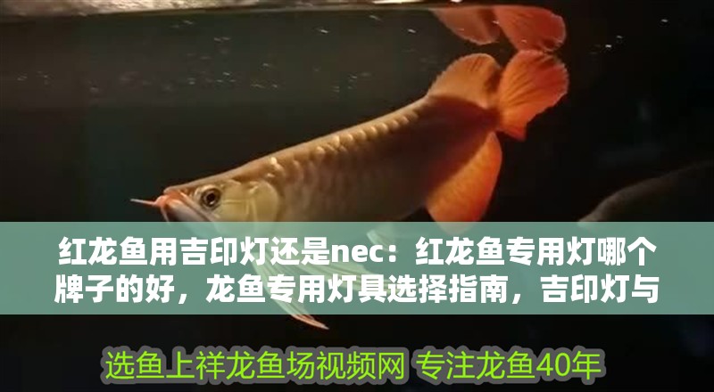 紅龍魚用吉印燈還是nec：紅龍魚專用燈哪個牌子的好，龍魚專用燈具選擇指南，吉印燈與NEC的