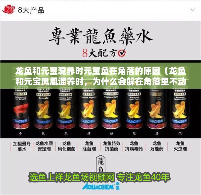 龍魚和元寶混養時元寶魚在角落的原因（龍魚和元寶鳳凰混養時，為什么會躲在角落里不動？）