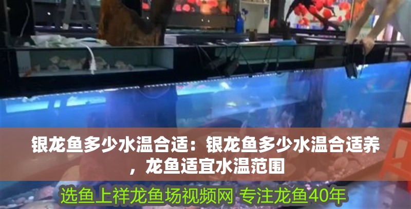 銀龍魚多少水溫合適：銀龍魚多少水溫合適養，龍魚適宜水溫范圍