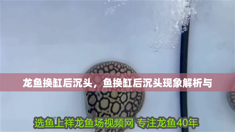 龍魚換缸后沉頭，魚換缸后沉頭現象解析與