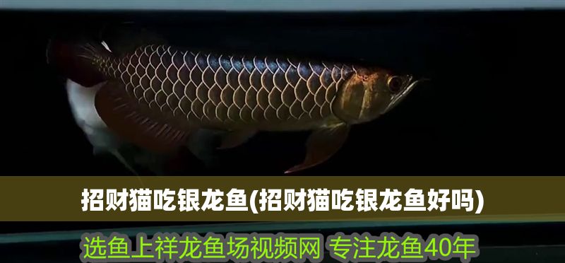 招財(cái)貓吃銀龍魚(招財(cái)貓吃銀龍魚好嗎)