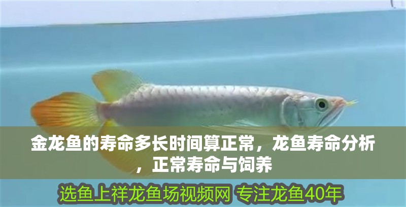 金龍魚的壽命多長時間算正常，龍魚壽命分析，正常壽命與飼養