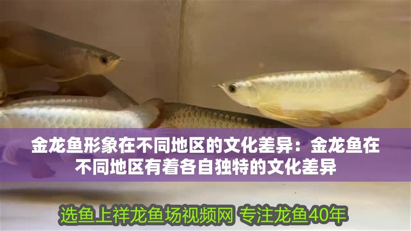 金龍魚形象在不同地區的文化差異：金龍魚在不同地區有著各自獨特的文化差異