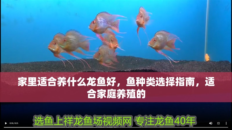 家里適合養什么龍魚好，魚種類選擇指南，適合家庭養殖的