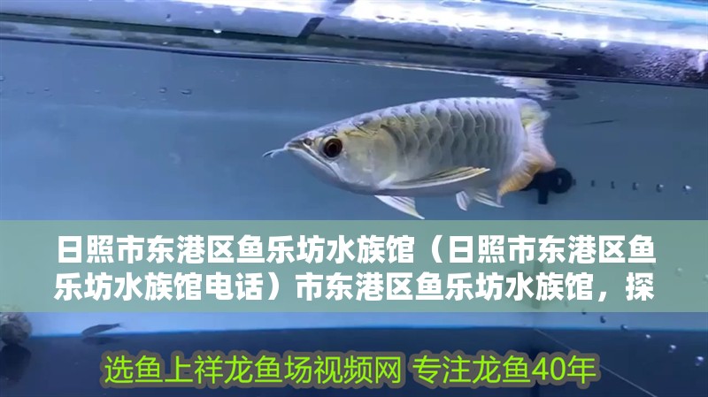 日照市東港區(qū)魚樂坊水族館（日照市東港區(qū)魚樂坊水族館電話）市東港區(qū)魚樂坊水族館，探索海洋奧秘