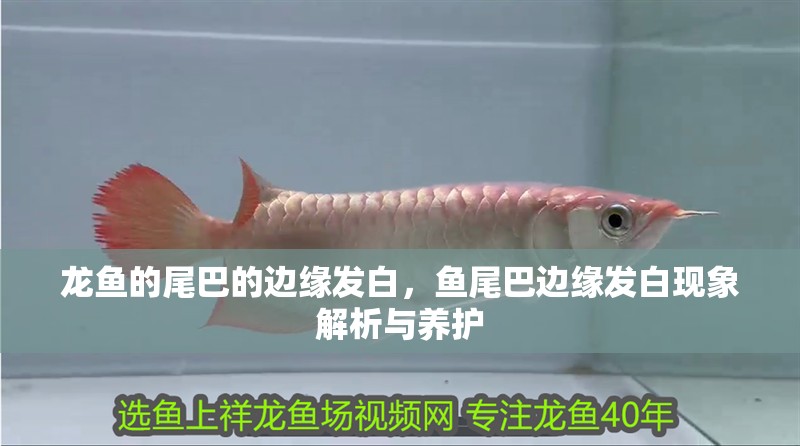 龍魚的尾巴的邊緣發白，魚尾巴邊緣發白現象解析與養護