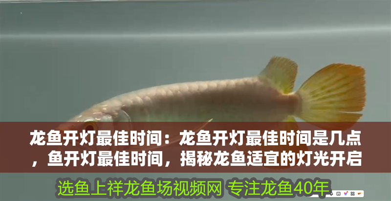 龍魚開燈最佳時間：龍魚開燈最佳時間是幾點，魚開燈最佳時間，揭秘龍魚適宜的燈光開啟時段