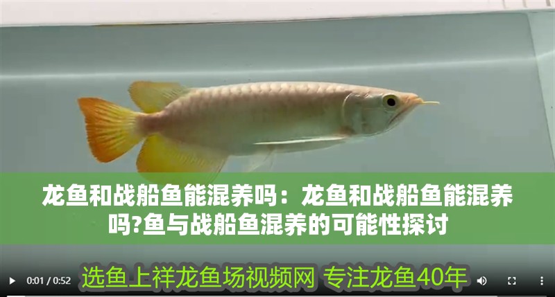 龍魚和戰船魚能混養嗎：龍魚和戰船魚能混養嗎?魚與戰船魚混養的可能性探討