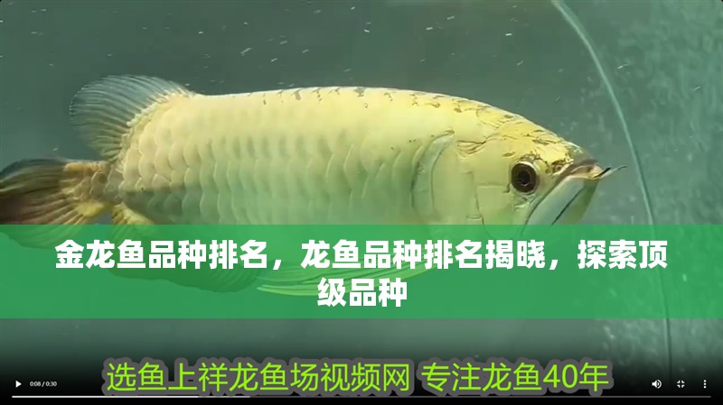金龍魚品種排名，龍魚品種排名揭曉，探索頂級品種