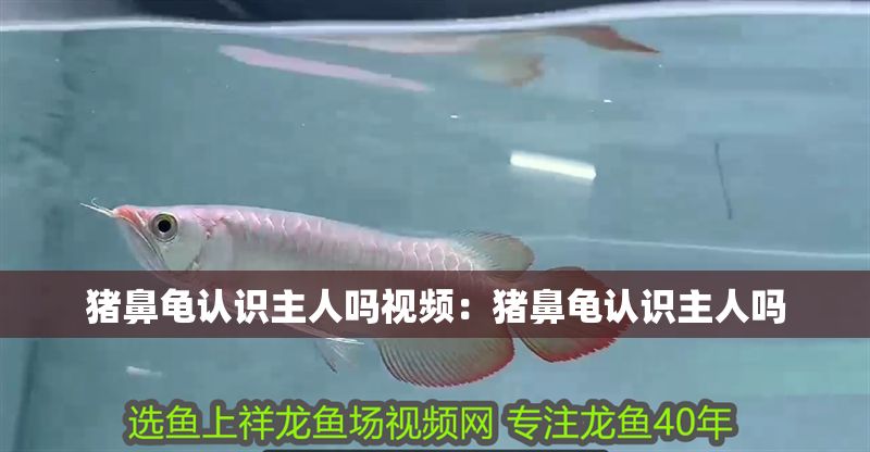 豬鼻龜認識主人嗎視頻：豬鼻龜認識主人嗎