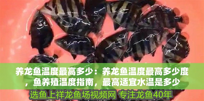 養龍魚溫度最高多少：養龍魚溫度最高多少度，魚養殖溫度指南，最高適宜水溫是多少