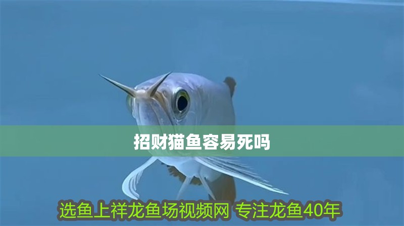 招財(cái)貓魚容易死嗎