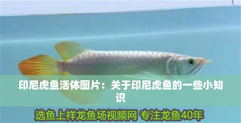 印尼虎魚活體圖片：關于印尼虎魚的一些小知識