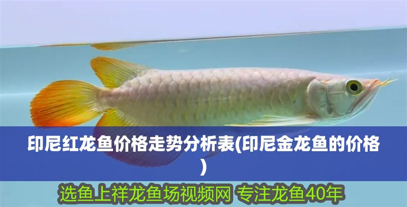 印尼紅龍魚價格走勢分析表(印尼金龍魚的價格)