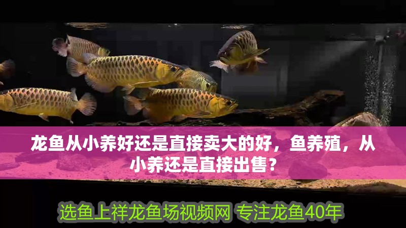 龍魚從小養好還是直接賣大的好，魚養殖，從小養還是直接出售？