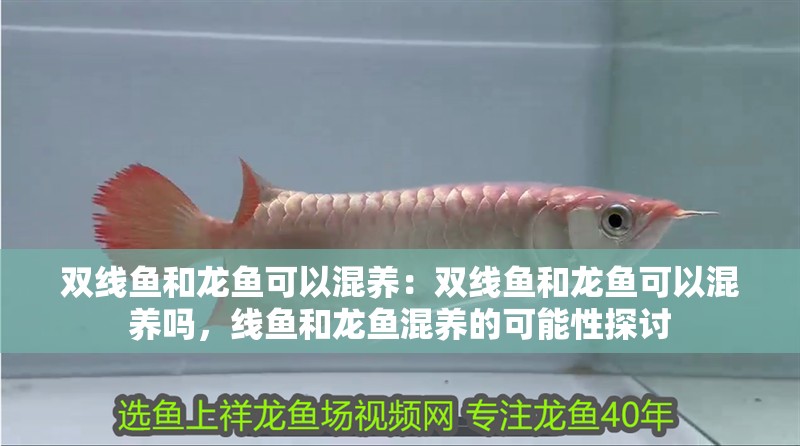 雙線魚和龍魚可以混養：雙線魚和龍魚可以混養嗎，線魚和龍魚混養的可能性探討