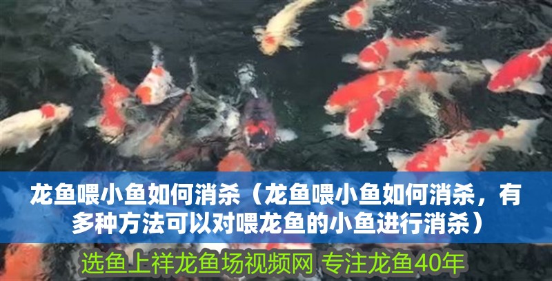 龍魚喂小魚如何消殺（龍魚喂小魚如何消殺，有多種方法可以對喂龍魚的小魚進行消殺）