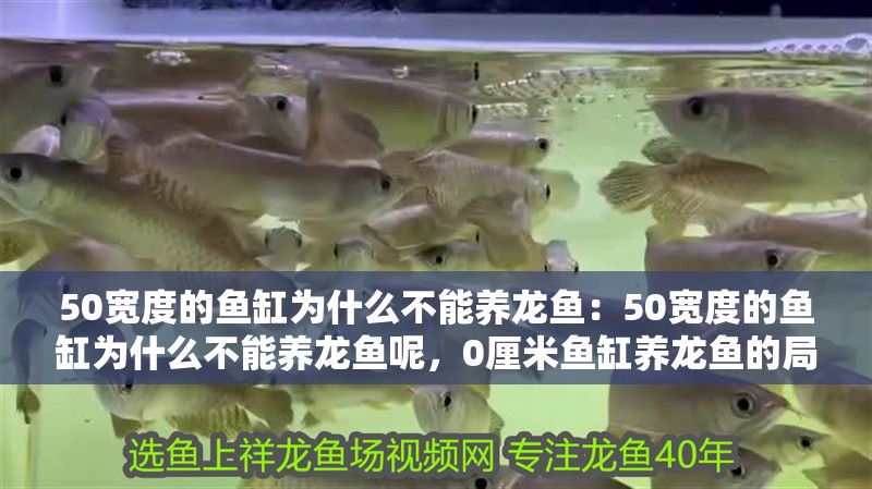 50寬度的魚(yú)缸為什么不能養(yǎng)龍魚(yú)：50寬度的魚(yú)缸為什么不能養(yǎng)龍魚(yú)呢，0厘米魚(yú)缸養(yǎng)龍魚(yú)的局限性分析