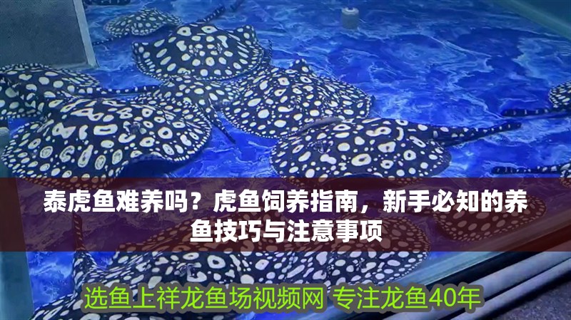 泰虎魚難養(yǎng)嗎？虎魚飼養(yǎng)指南，新手必知的養(yǎng)魚技巧與注意事項