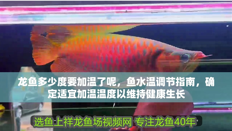 龍魚多少度要加溫了呢，魚水溫調節指南，確定適宜加溫溫度以維持健康生長