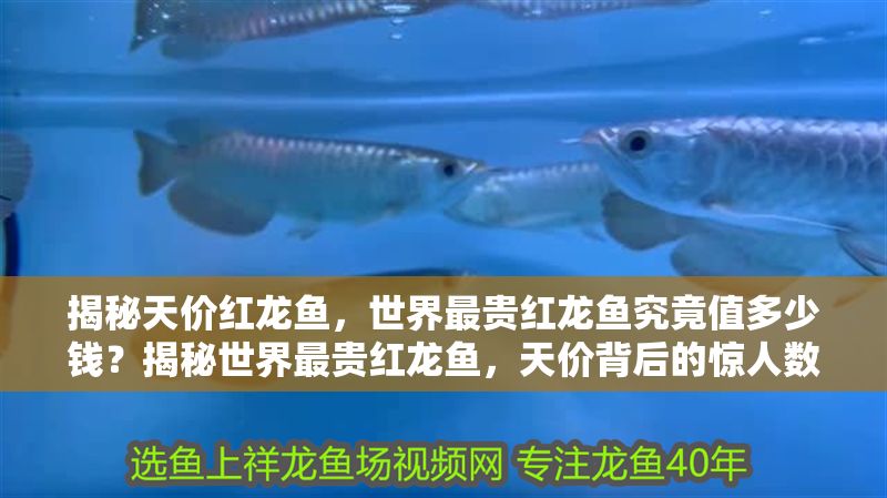 揭秘天價(jià)紅龍魚(yú)，世界最貴紅龍魚(yú)究竟值多少錢(qián)？揭秘世界最貴紅龍魚(yú)，天價(jià)背后的驚人數(shù)字