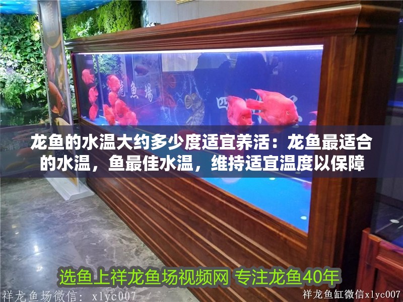 龍魚的水溫大約多少度適宜養(yǎng)活：龍魚最適合的水溫，魚最佳水溫，維持適宜溫度以保障