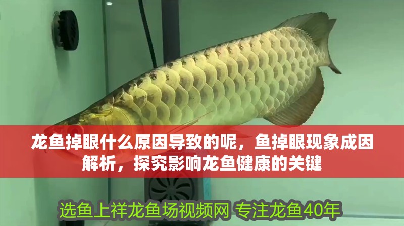 龍魚掉眼什么原因?qū)е碌哪兀~掉眼現(xiàn)象成因解析，探究影響龍魚健康的關(guān)鍵