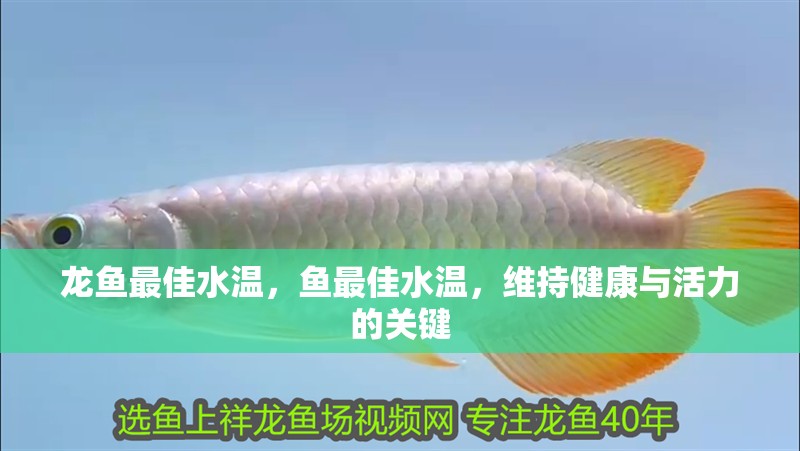 龍魚最佳水溫，魚最佳水溫，維持健康與活力的關鍵