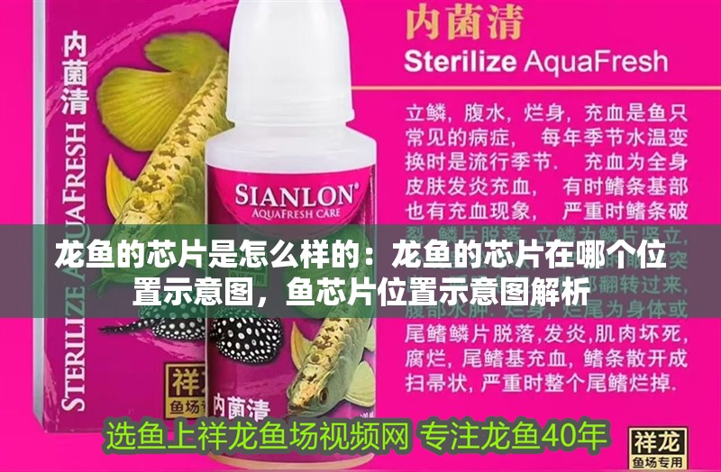 龍魚的芯片是怎么樣的：龍魚的芯片在哪個位置示意圖，魚芯片位置示意圖解析
