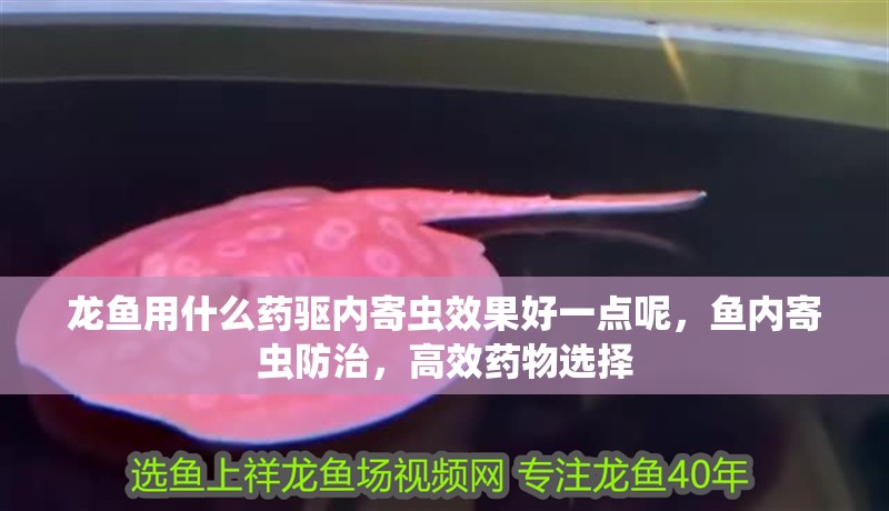 龍魚用什么藥驅(qū)內(nèi)寄蟲效果好一點(diǎn)呢，魚內(nèi)寄蟲防治，高效藥物選擇