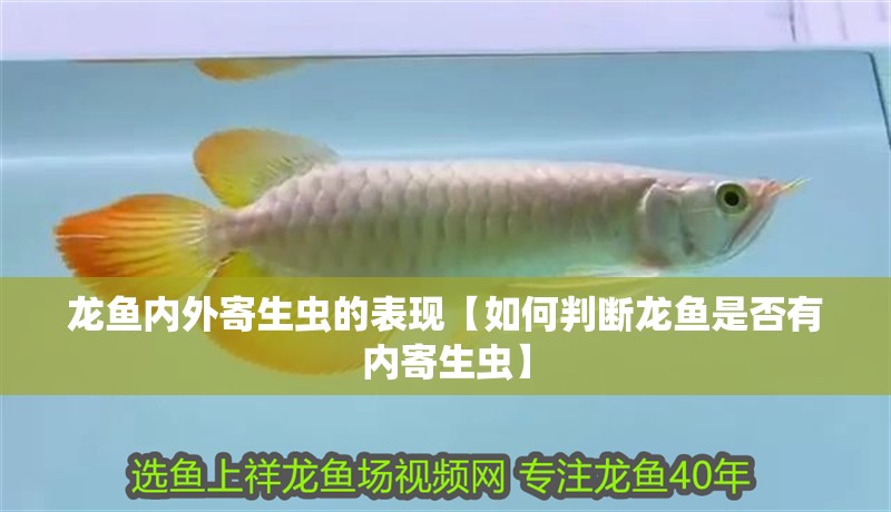 龍魚內(nèi)外寄生蟲的表現(xiàn)【如何判斷龍魚是否有內(nèi)寄生蟲】