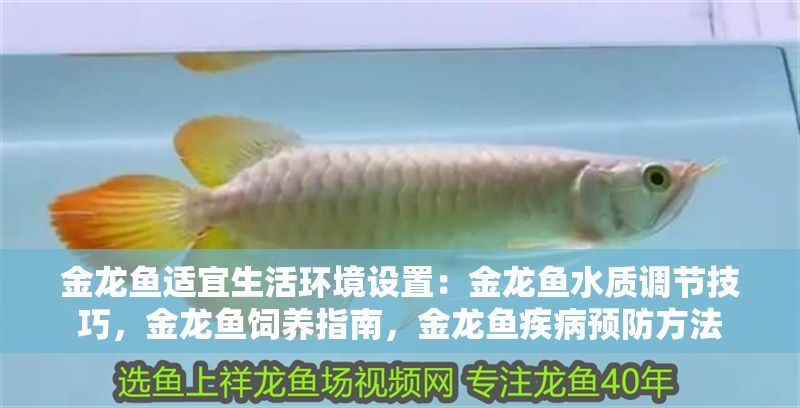 金龍魚適宜生活環境設置：金龍魚水質調節技巧，金龍魚飼養指南，金龍魚疾病預防方法